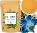 blue-jasmine-jasmin-lawenda.jpg